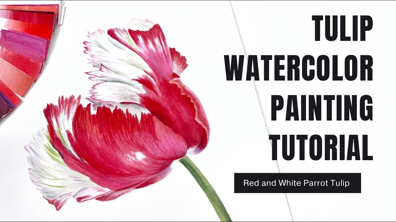 Tulip Watercolor Painting Tutorial // Red and White Tulip // Parrot Tulip Painting