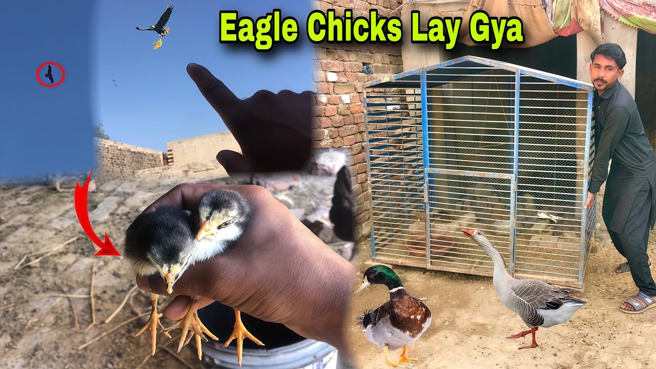 Eagle 🦅 Aseel Ka Chuza Lay Gya😭||Cage Saey Me Shift Kar dya