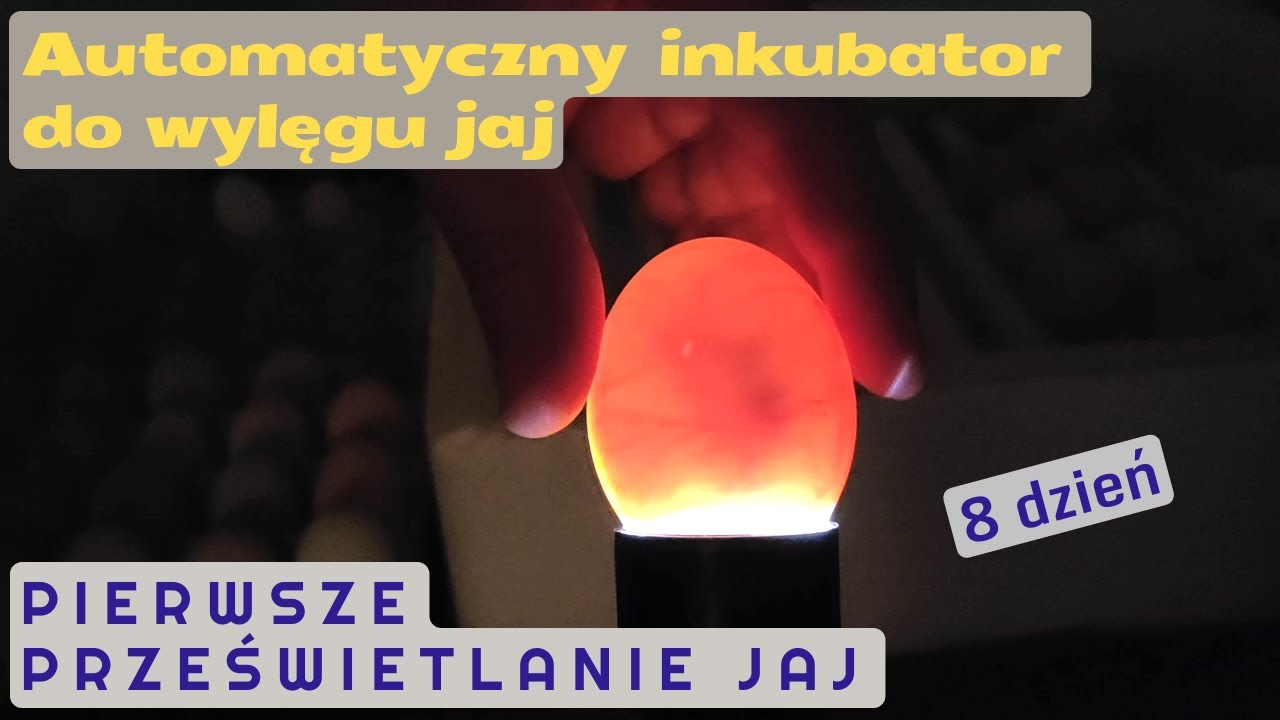 Automatyczny inkubator do wylęgu jaj - pierwsze prześwietlanie jaj // Owoskop // Pierwsza inkubacja