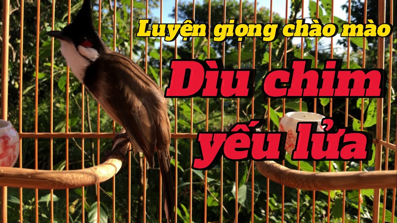 luyện giọng chào mào | kích chim bổi hót , chào mào hót sáng