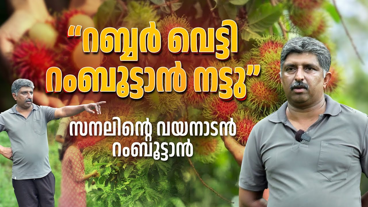 “റബ്ബർ വെട്ടി റംബൂട്ടാൻ നട്ടു”സനലിന്റെ വയനാടൻ റംബൂട്ടാൻ | RAMBOOTAN FARM |PADAVUM PARAMBUM