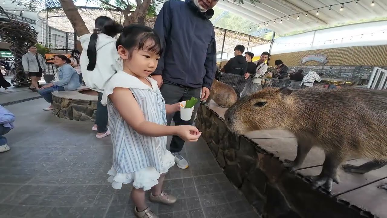vlog kỷ niệm đà lạt p2