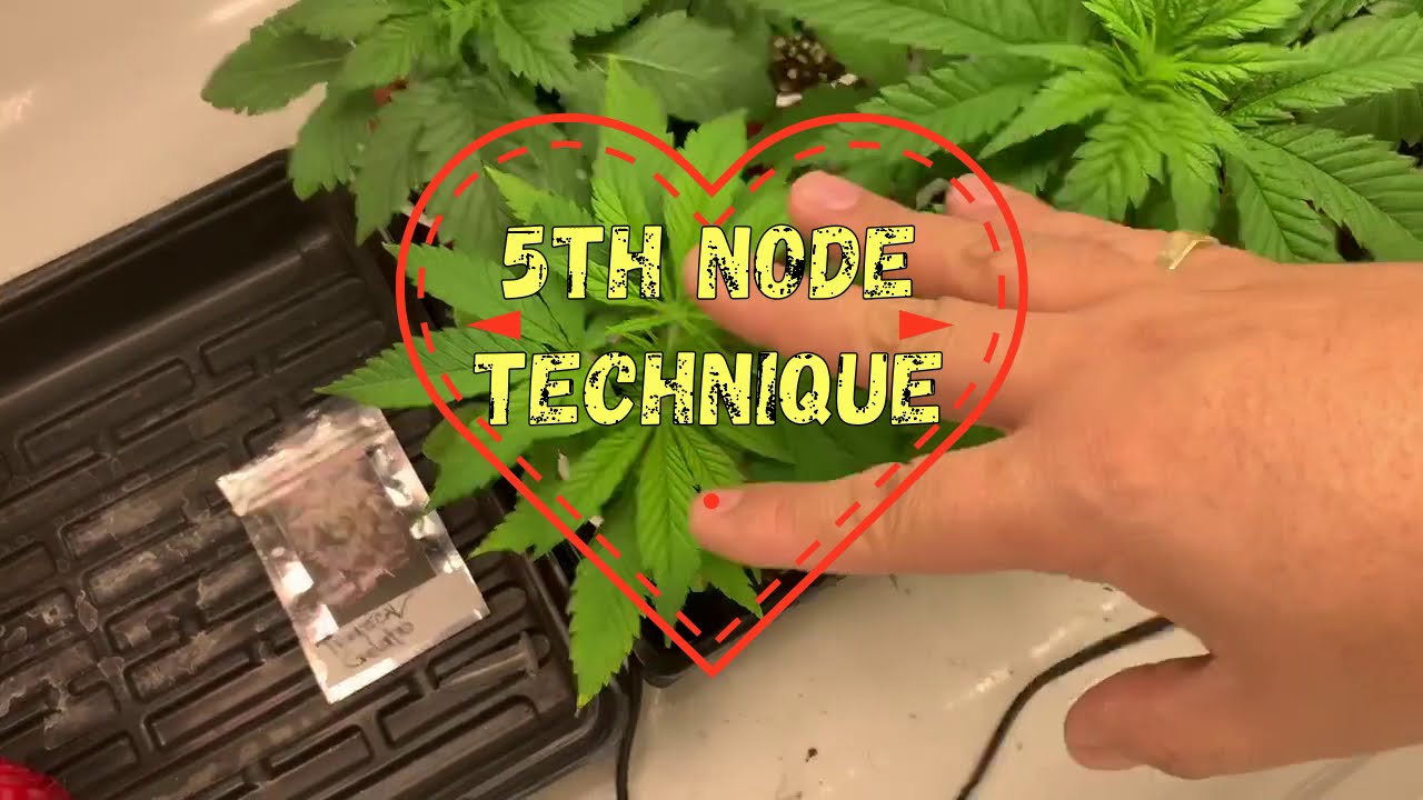 5th node technique! How to make bushy cannabis plants!