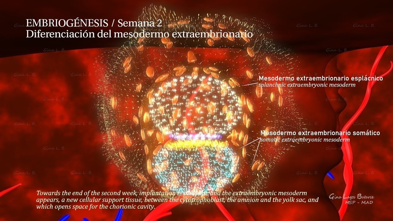 EMBRIOGÉNESIS 3D / Semana 2 / 3d Animation