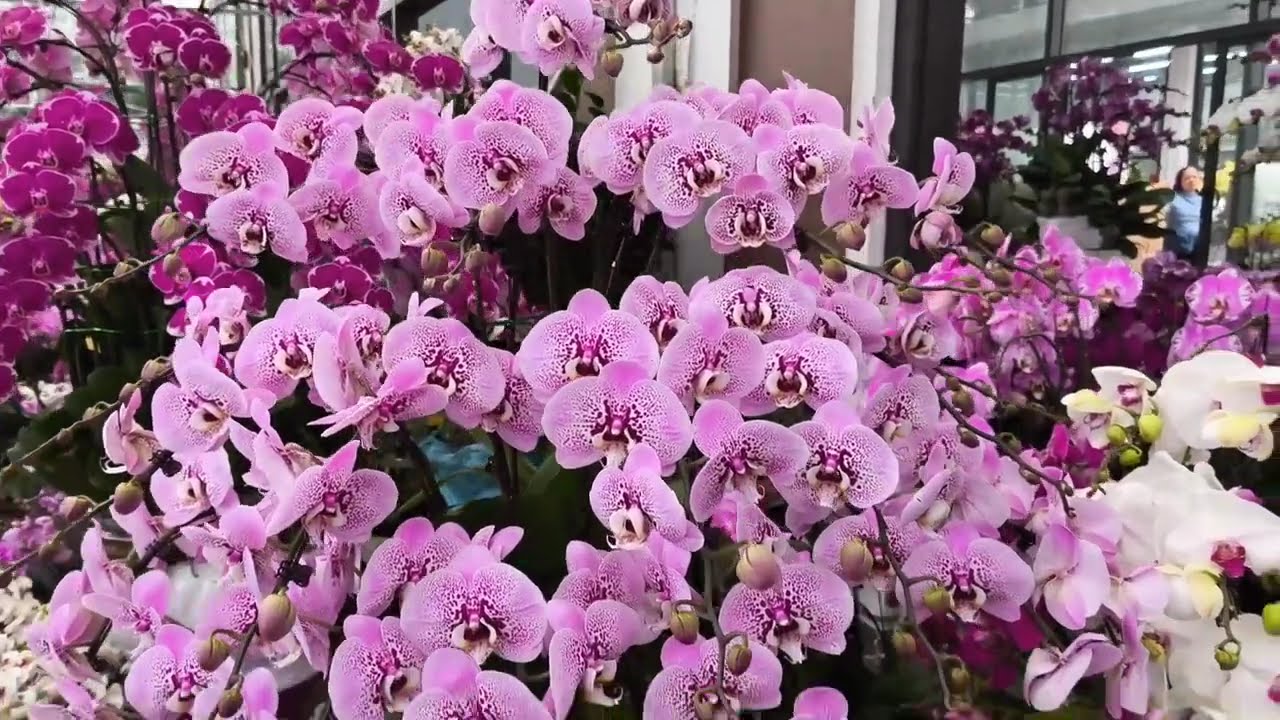 HOA TẾT CHỢ VẠN PHÚC TOÀN HÀNG KHỦNG!