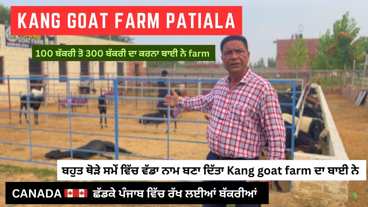 Kang Goat Farm Patiala || Punjab || Canada 🇨🇦 ਛੱਡਕੇ ਪੰਜਾਬ ਵਿੱਚ ਰੱਖੀਆਂ ਬੱਕਰੀਆਂ 
