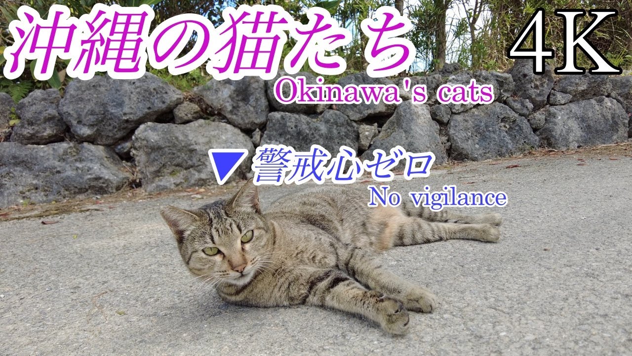 【4K 高画質】沖縄の猫たち / 人懐っこい猫 警戒する猫 / 北谷町 読谷村 やちむんの里 首里金城町石畳道 /Okinawa's cats/Chatan Town/Yomitan Village