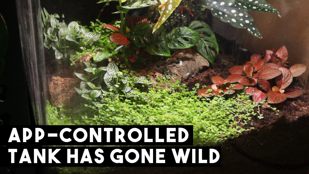 2 Month Update | App-Controlled Vivarium Goes Wild!