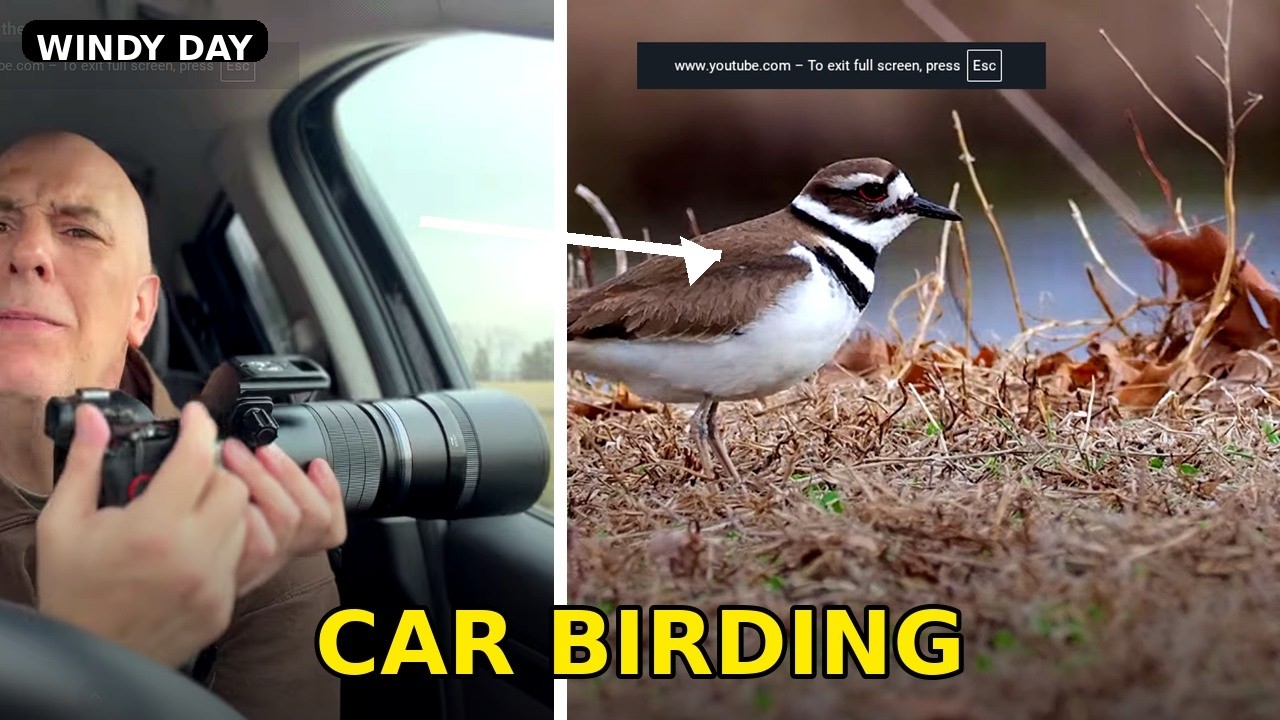 Car Birding Photography on a Windy Day | Robins, Killdeer & Geese in the Open Fields