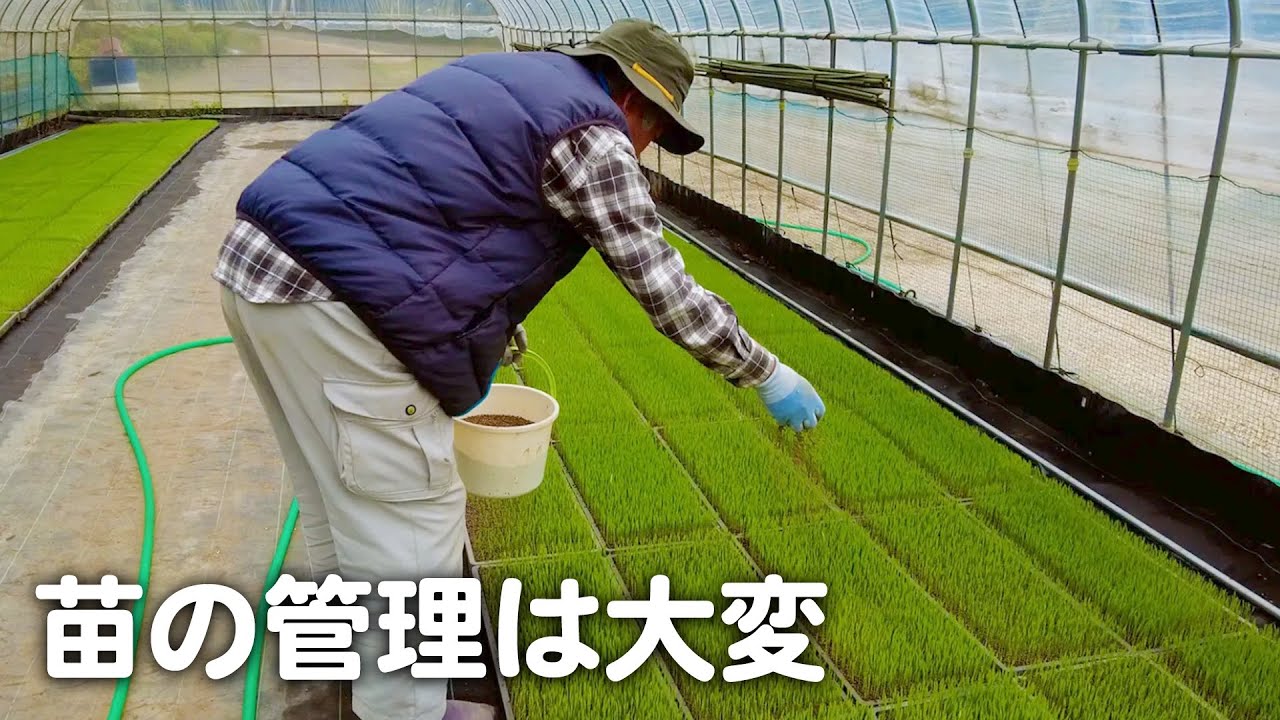 田植えまでにやることがいっぱい！最高の苗を育てる！【山口県】【田舎暮らしvlog】