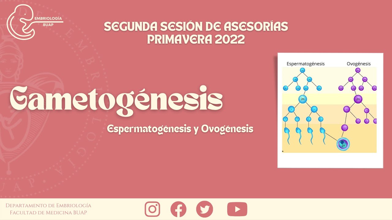 GAMETOGÉNESIS I Espermatogénesis y Ovogénesis