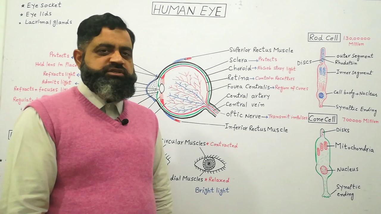Anatomy of Eye English medium @prof.masoodfuzail| Human Eye | Rod cells | Cone cells | Retina