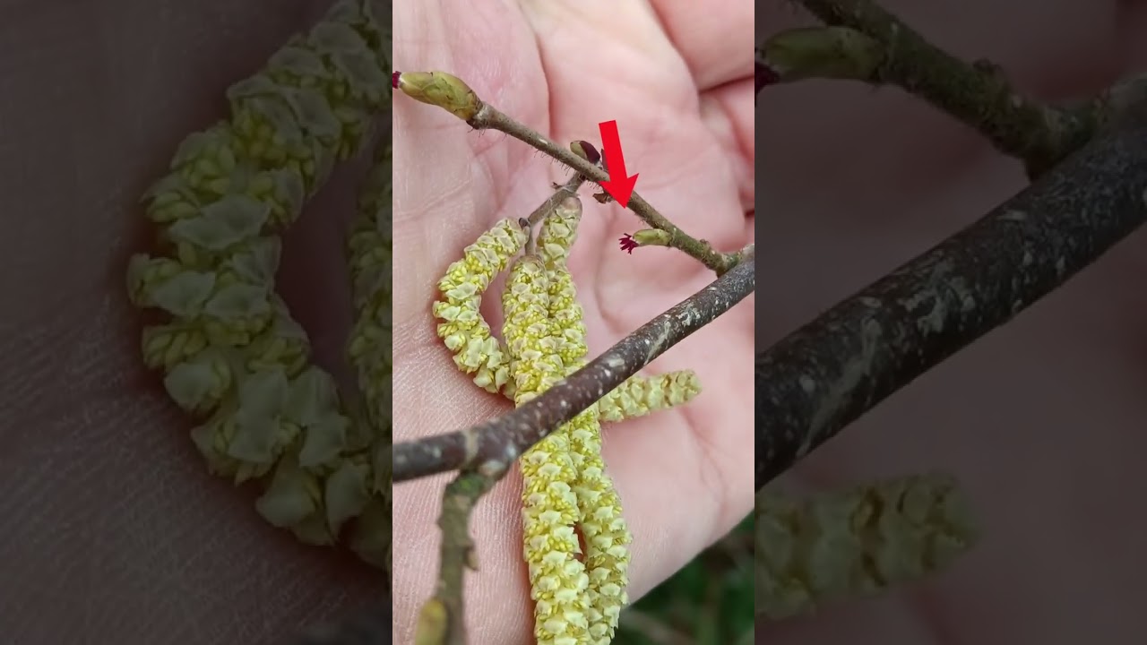 Catkins