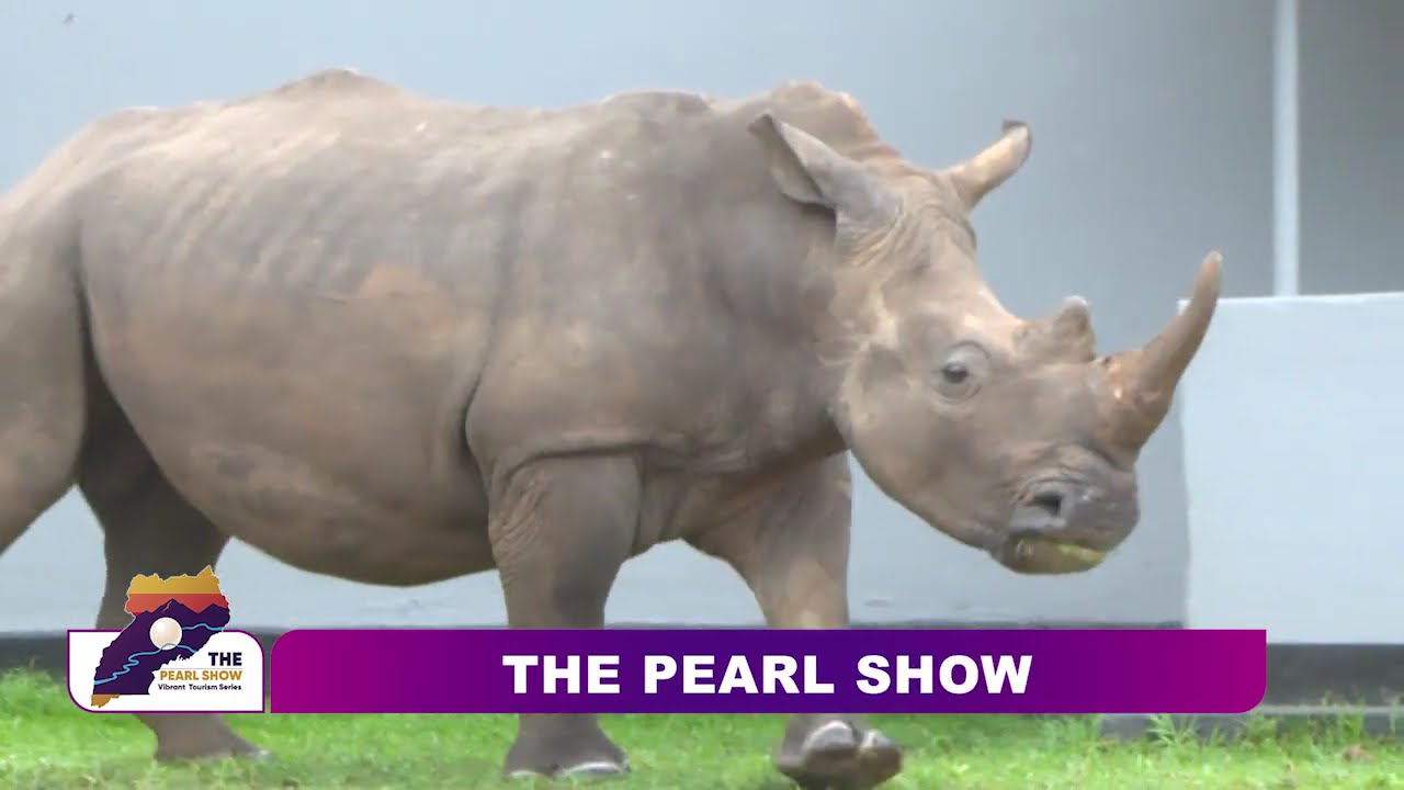 Journey to Uganda’s Ziwa Rhino Sanctuary: A Pearl Show Conservation Story _ Part 2