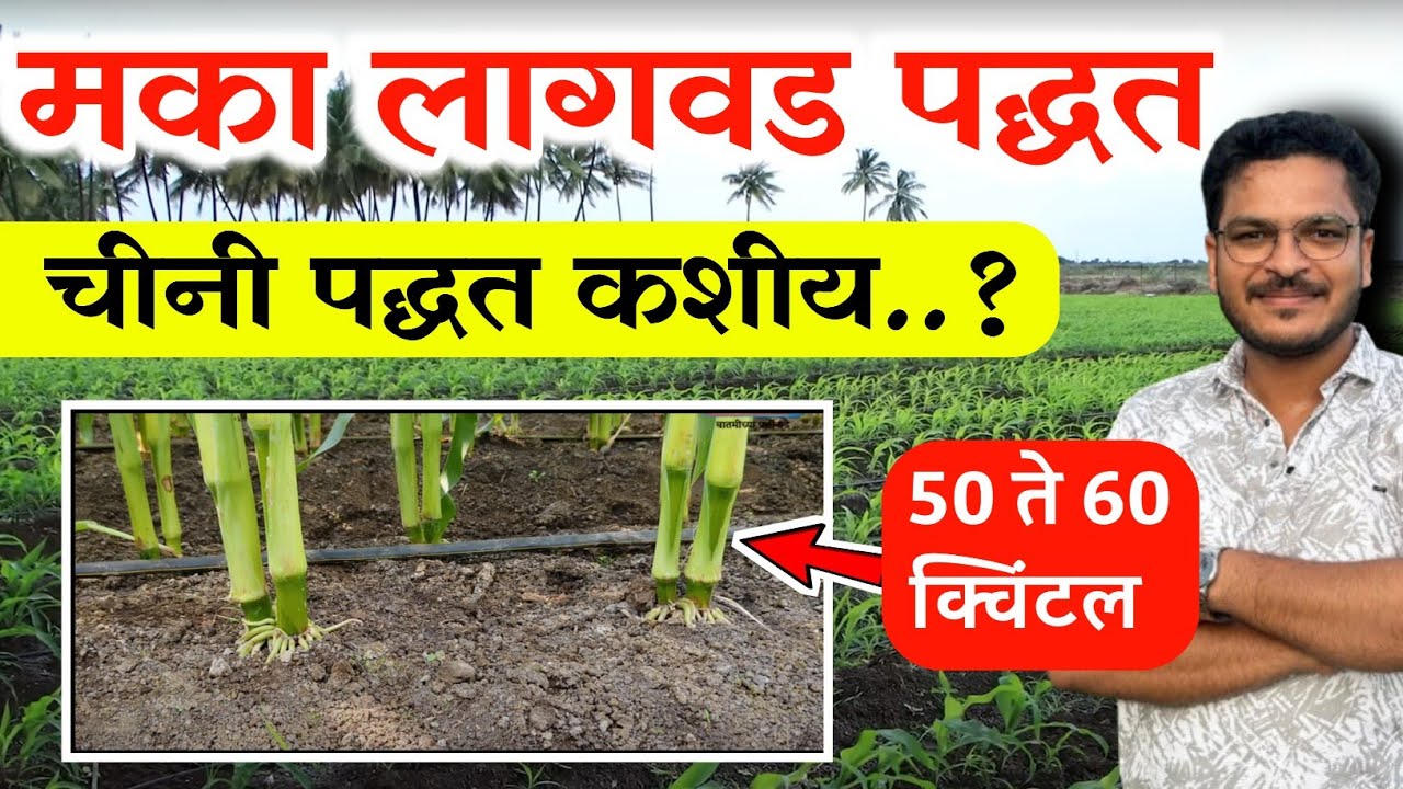 मका लागवडी योग्य पद्धत 🔥चीनी लागवड पद्धत / Maka lagvdichi Yogya Method