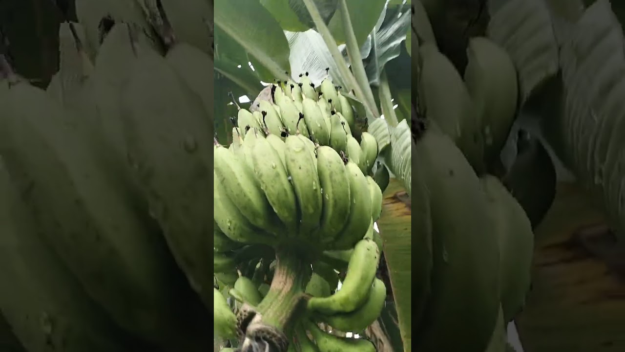 Apotik hidup dibelakang rumah 