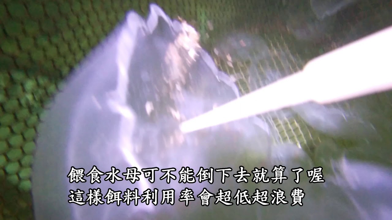 海月水母採集與飼養