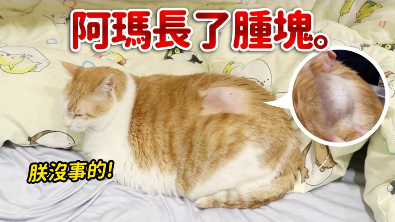 【黃阿瑪的後宮生活】阿瑪長了腫塊。