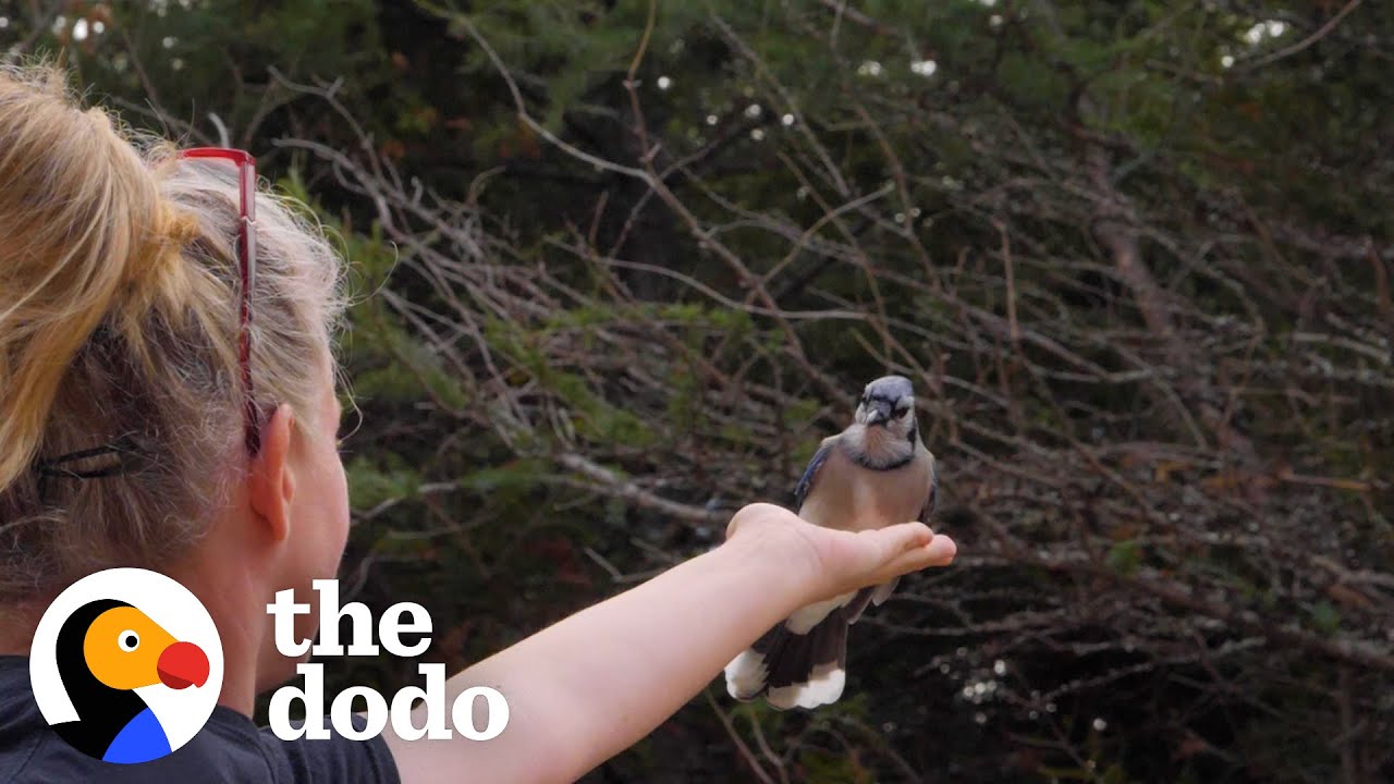 Woman Makes Friends With Wild Blue Jays Is So Surprised When She Moves To A New Home  | The Dodo