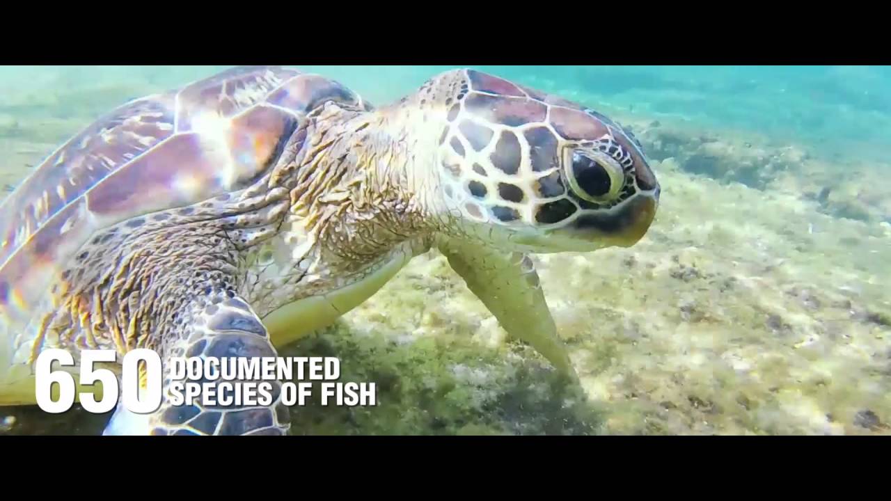 APO ISLAND PROTECTED SEASCAPE & LANDSCAPE