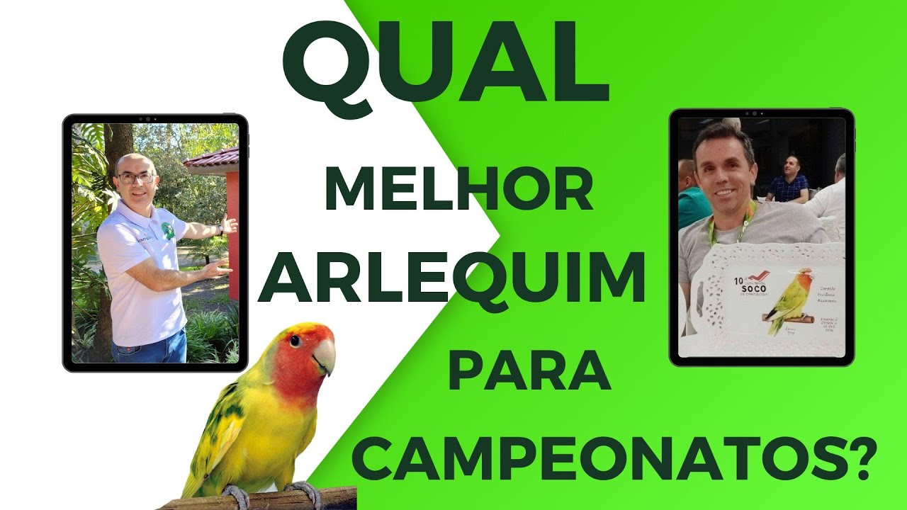 COMO DEVE SER UM AGAPORNIS ARLEQUIM PADRÃO!!!Cortes da Live.