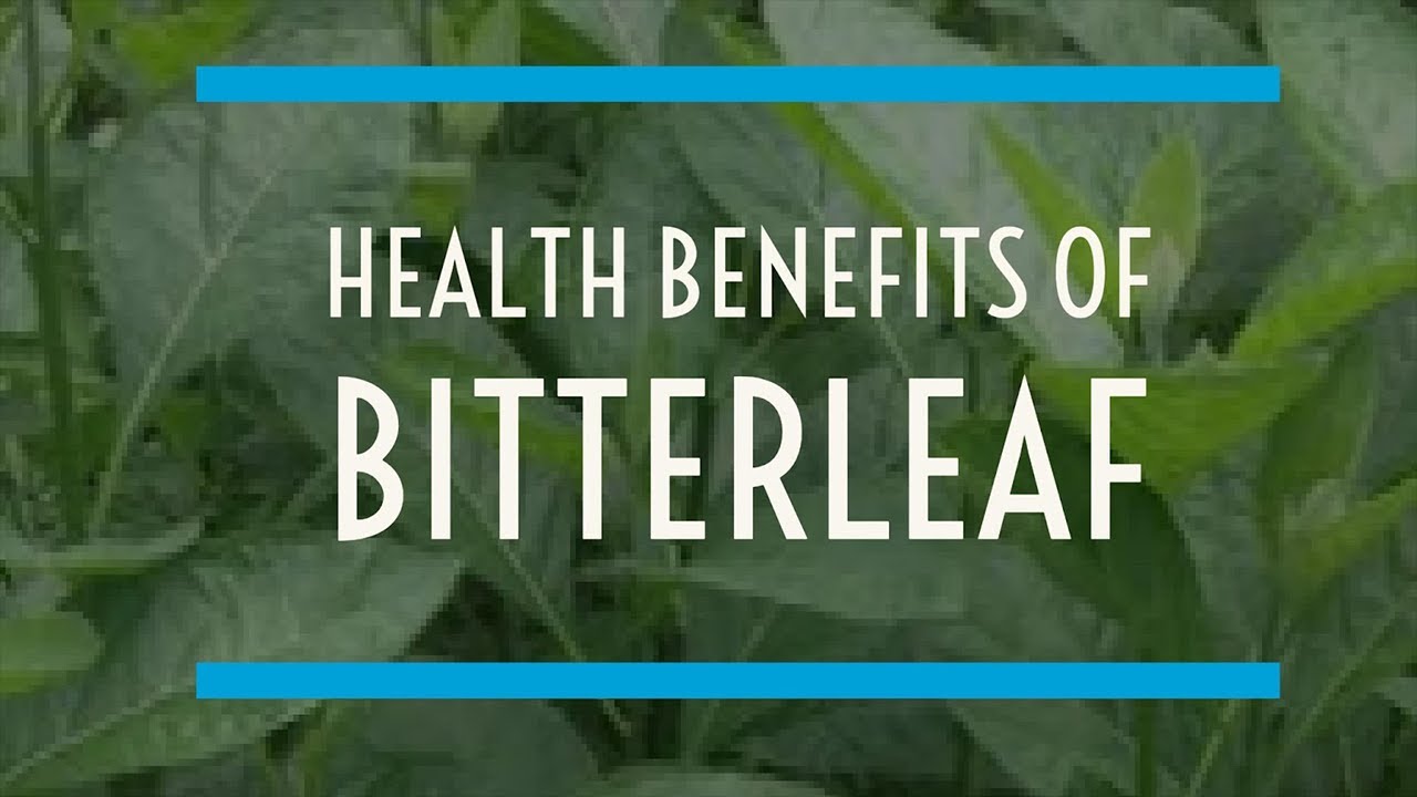 HEALTH BENEFITS OF BITTER LEAF
