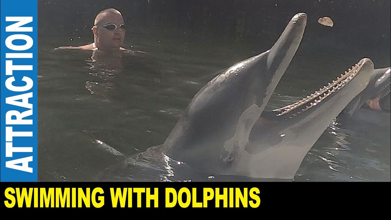 Swimming with dolphins underwater snorkeling friendly interacting | Jarek in Islamorada Florida USA