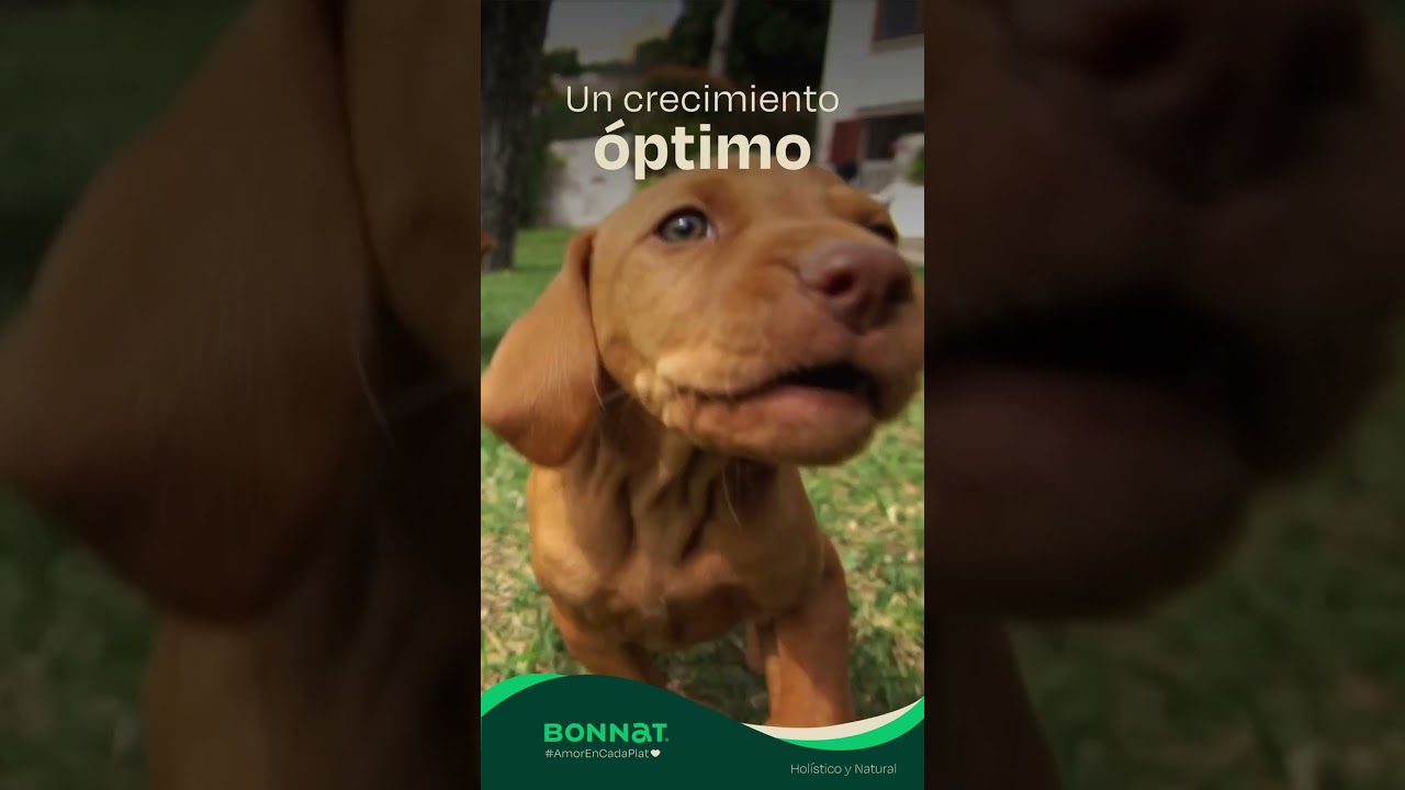 Bonnat Grain Free - Alimento para Cachorro