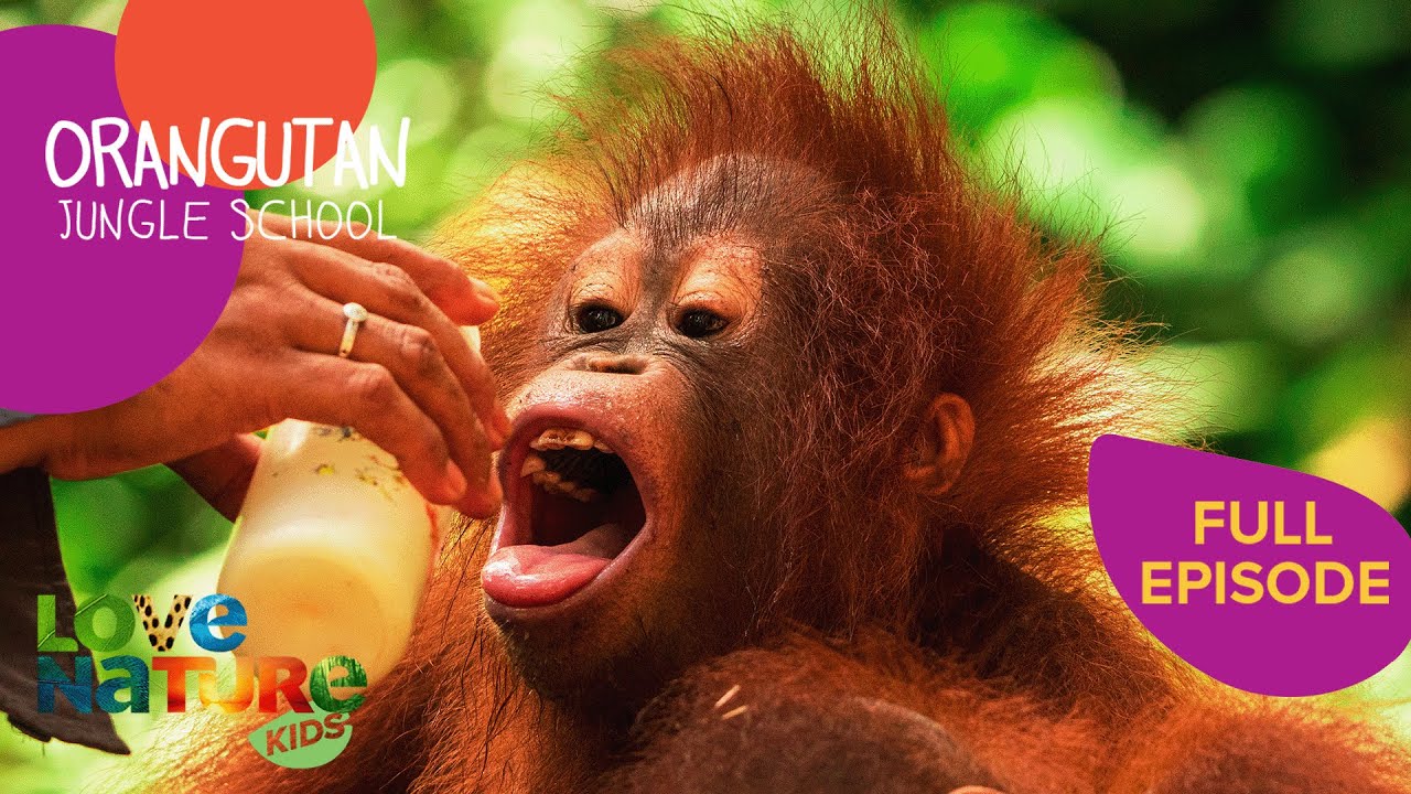 Hungry Orangutan Gets Dramatic Smackdown | Orangutan Jungle School 303
