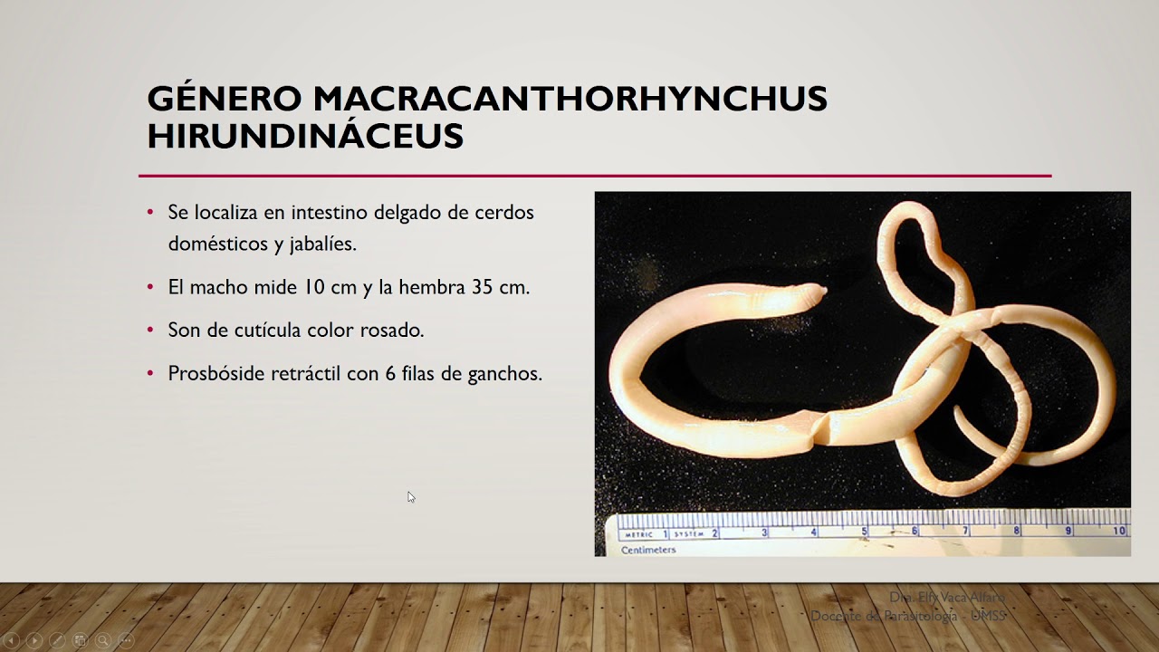 Tema 15 Phylum Acantocephala
