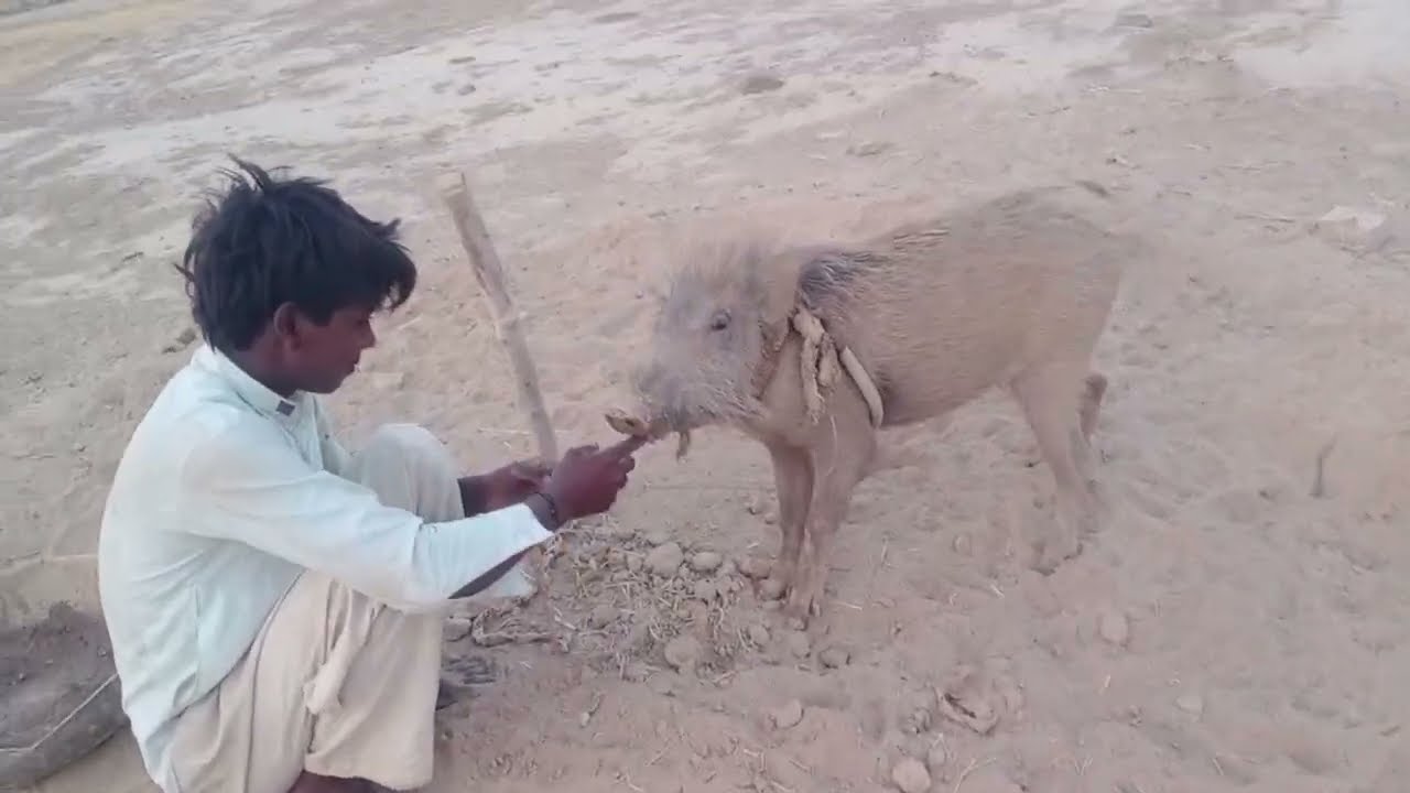 boy playing  with pig/pig hunter
