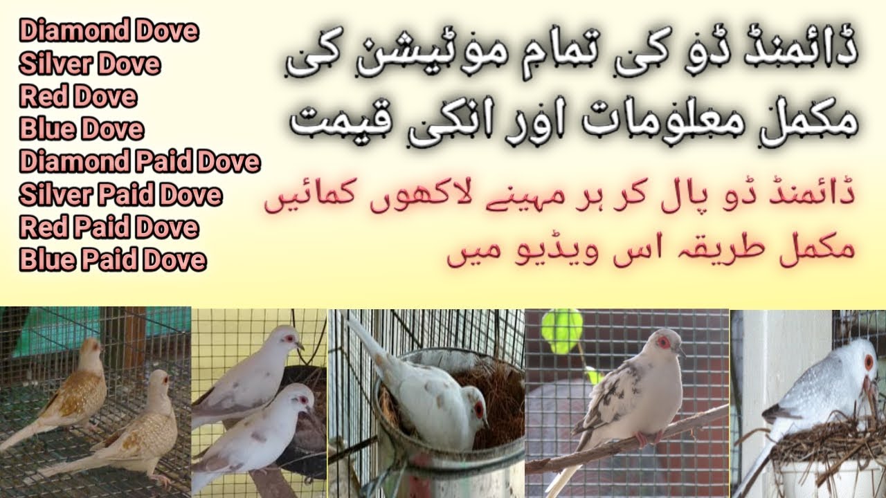 Pied Dove Business plan || Diamond pied dove feasibility || Dove Mutation Price and Business Detail