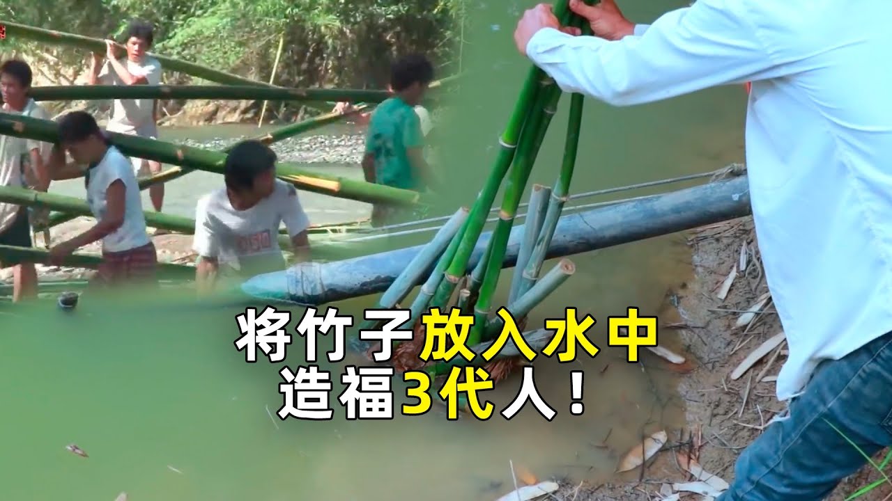 竹子种植：只需1个小操作，来年竹笋随便吃！