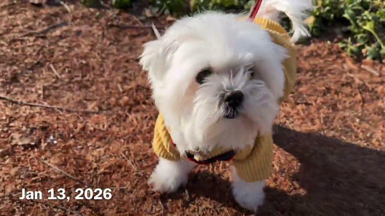 Walk Log 260113 말티즈 몽 산책 기록