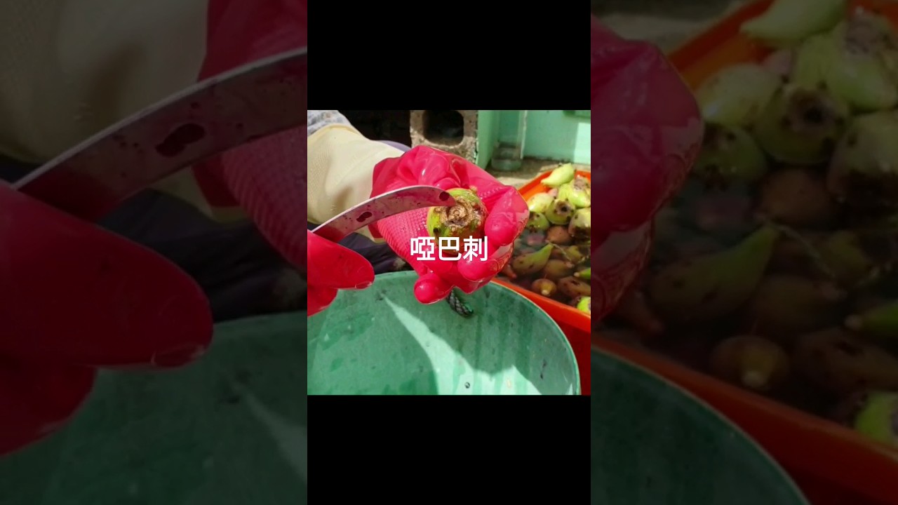 澎湖的阿嬤分享野生仙人掌果，非常難處理，不易採