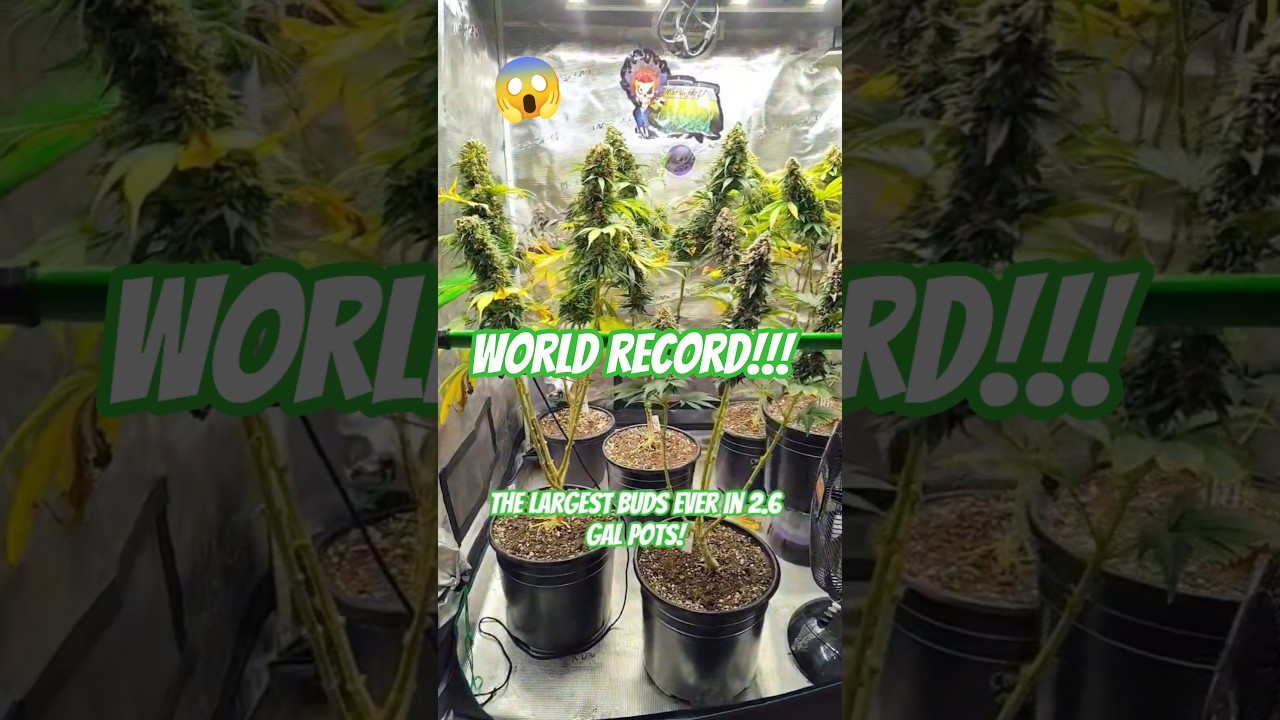 6 Strains New Record Grow In 3x3 Mars Hydro Tent!300 Watt LED Record! #cbd #thca