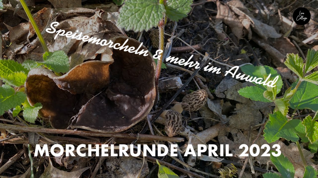 Morcheln 2023 - unsere Tour im Auwald