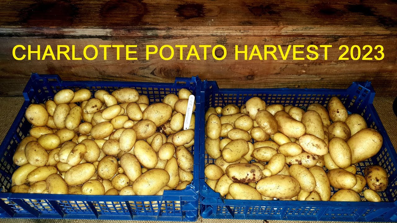 Potato Reveal - Final harvest of Second Early Charlotte Potatoes 2023