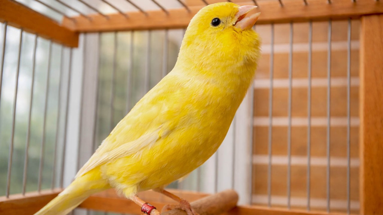Your Canary MUST Listen to This Timbrado Song - Canary Training Song