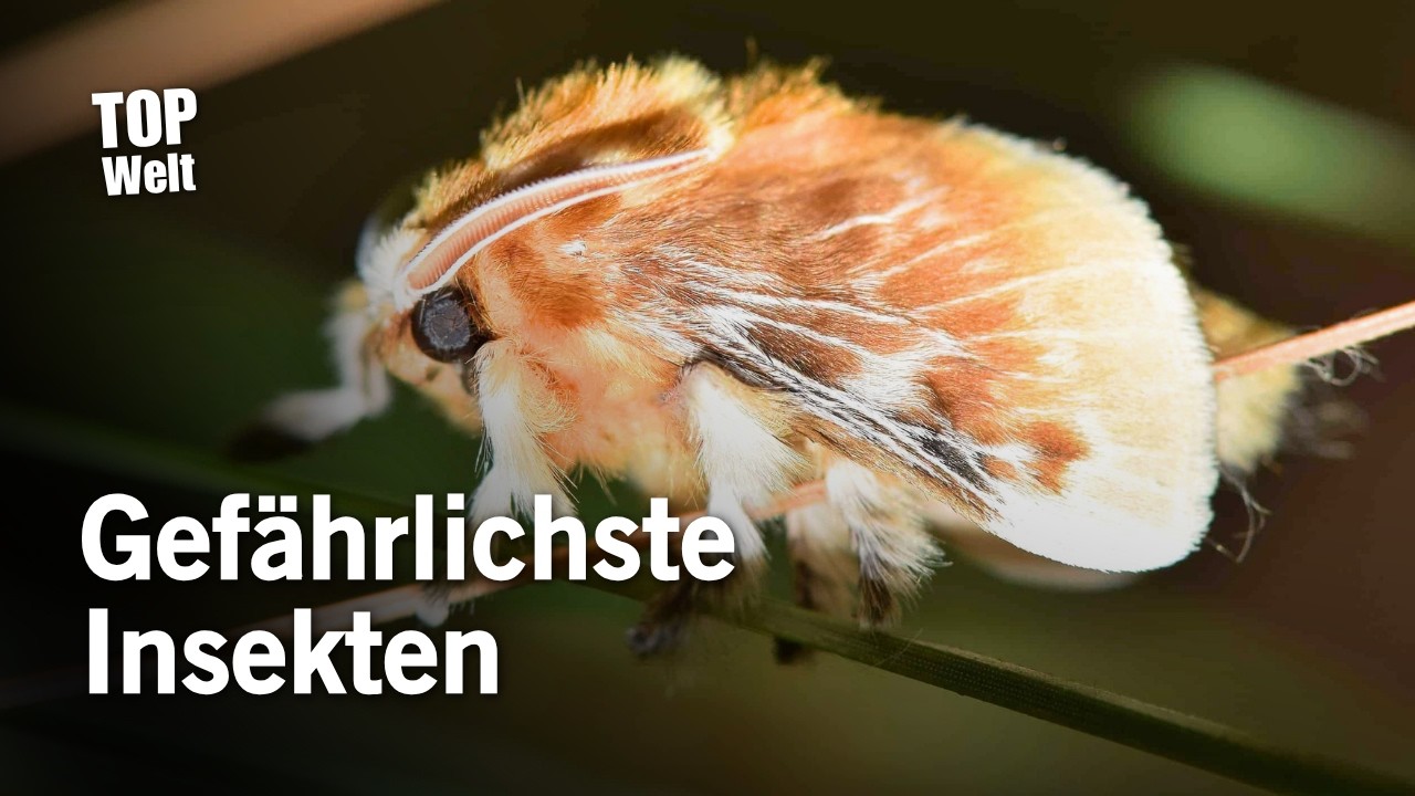 Die Gef&auml;hrlichsten Insekten der Welt!