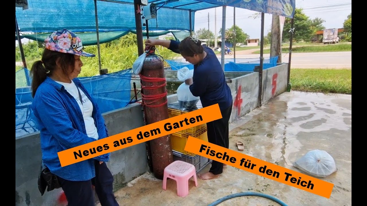 Auswandern nach Thailand - Fische für den Teich einkaufen