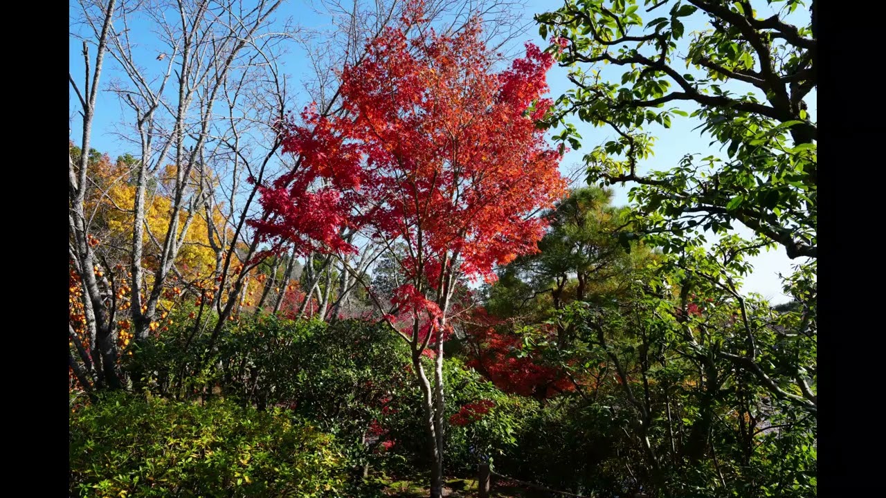 2025/11/30 至上の紅葉・龍安寺 — モーツァルト《コジ・ファン・トゥッテ》序曲／歌に生き愛に生き（カラス＆テバルディ）ほか永久保存版