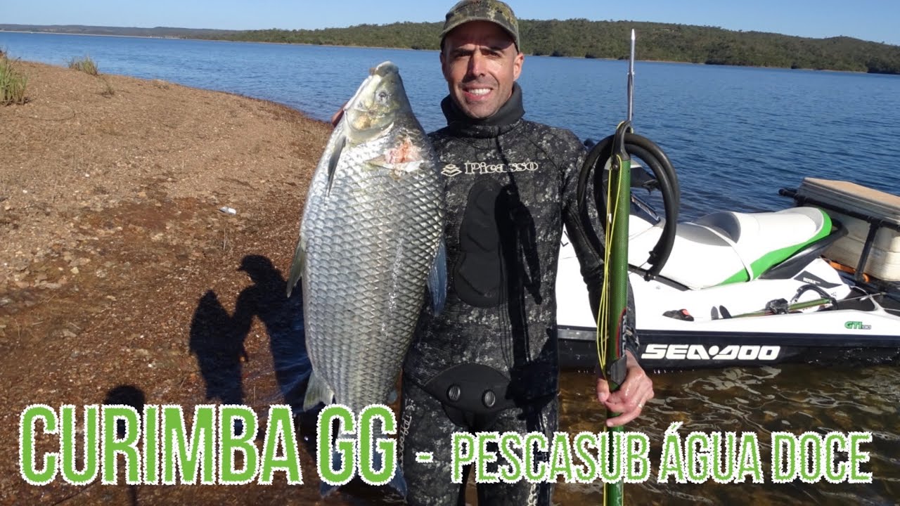 Curimbá 7kg - pescasub água doce