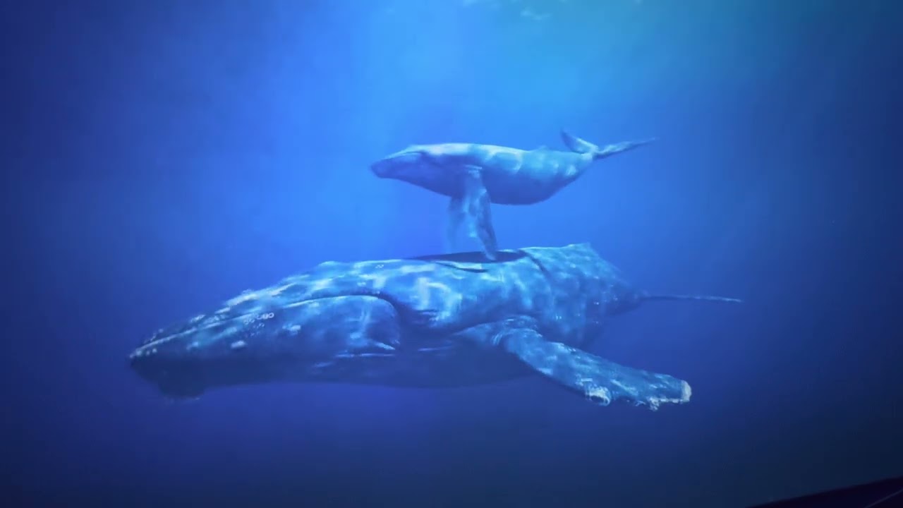 Maui Ocean Center ....#2023 #Whales History