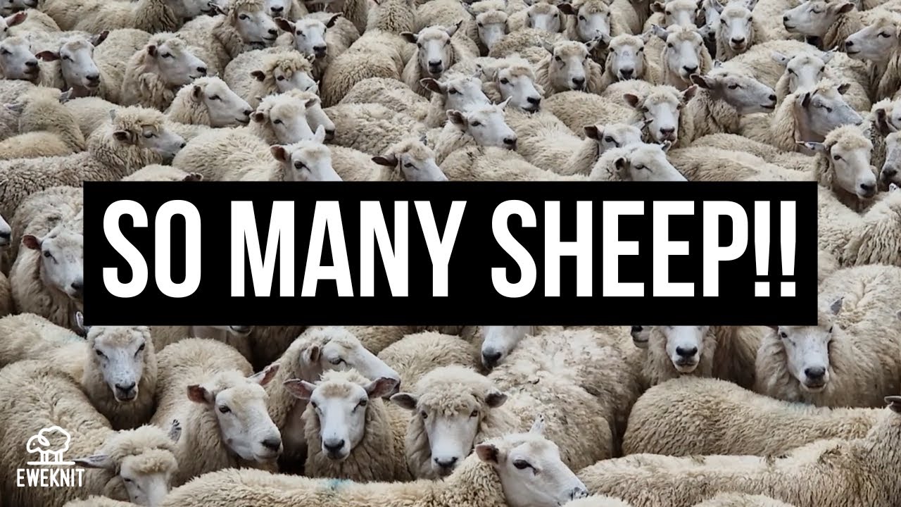 SHEARING 11,000 EWES ON THIS NEW ZEALAND FARM