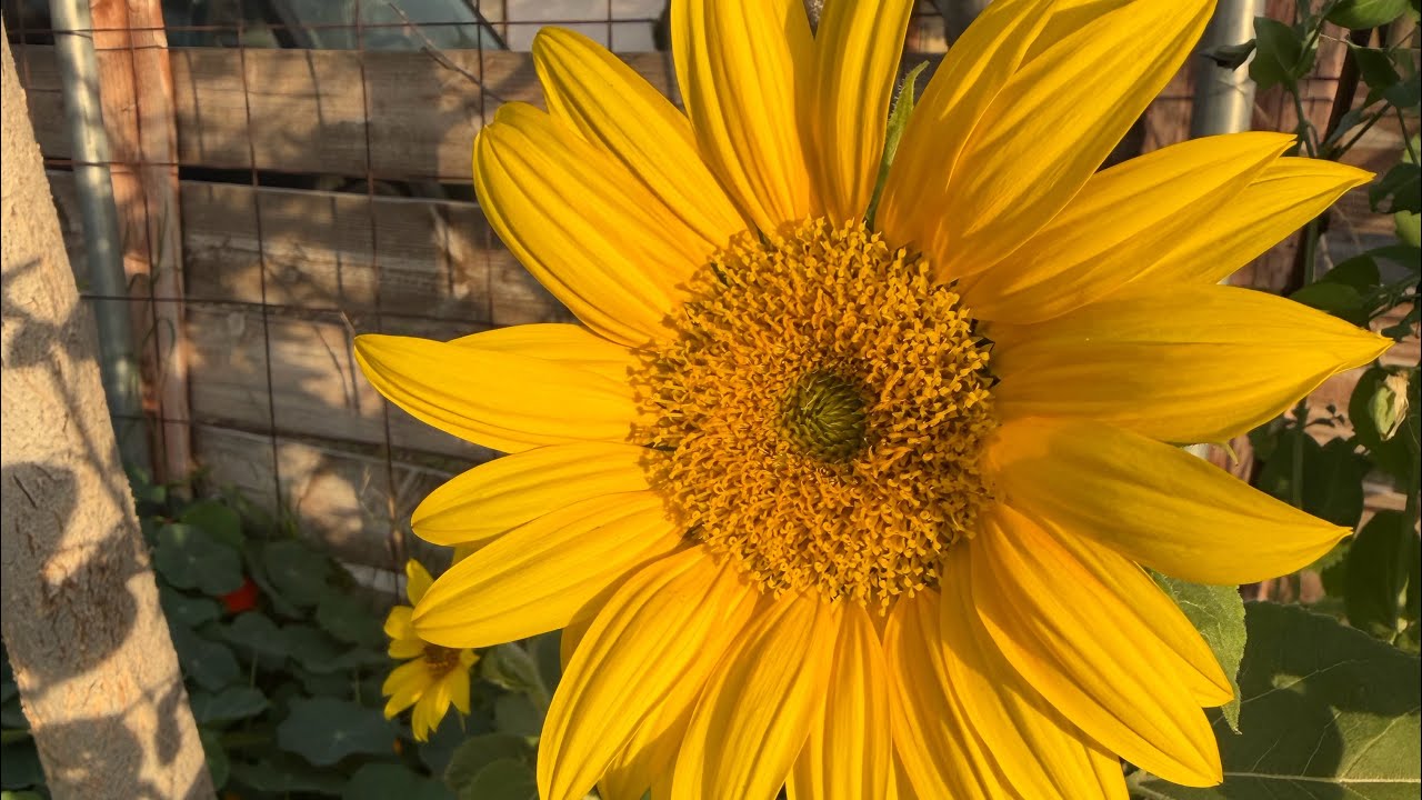 “Stop Punishing Yourself!” (How to Forgive Yourself. Instant Relief) #forgiveness #heal #innerpeace 