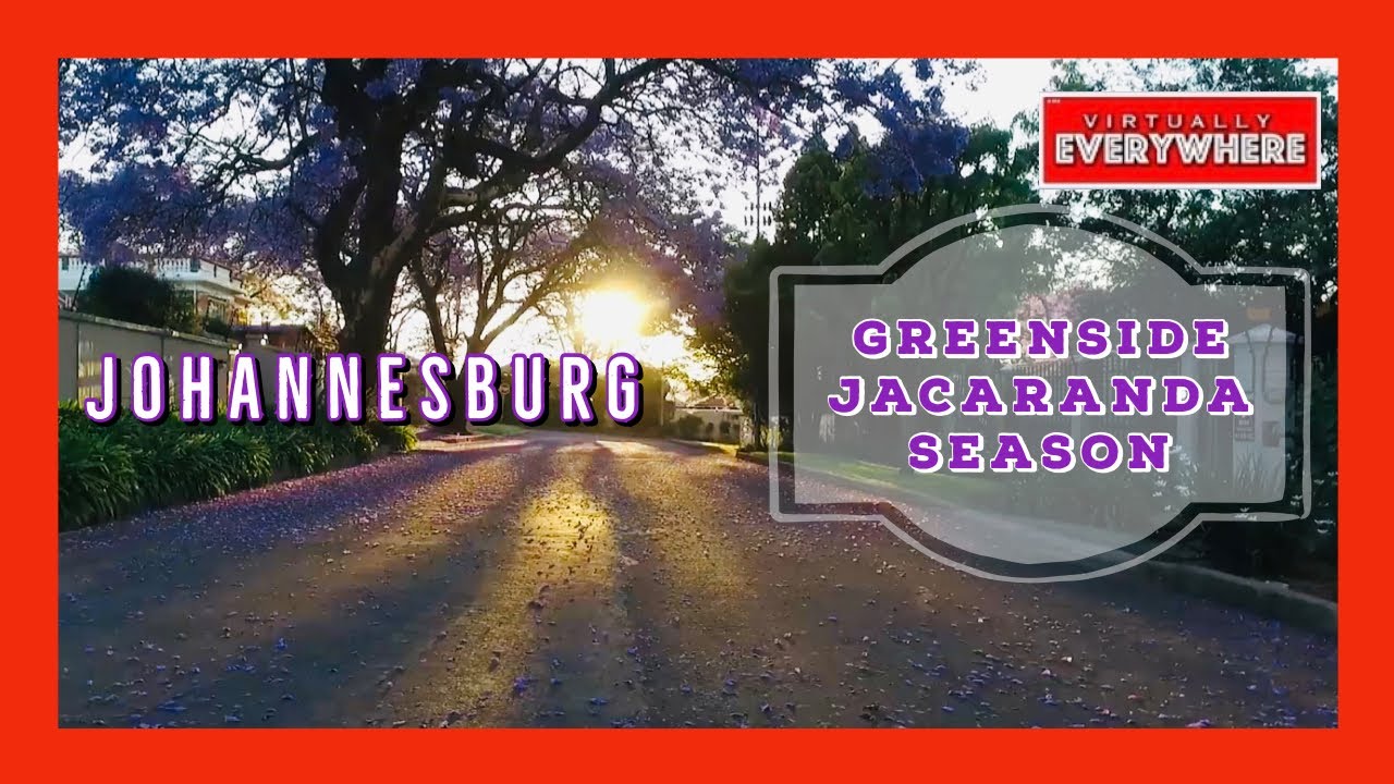 Johannesburg walk in Jacaranda Season  | Greenside suburb | South Africa