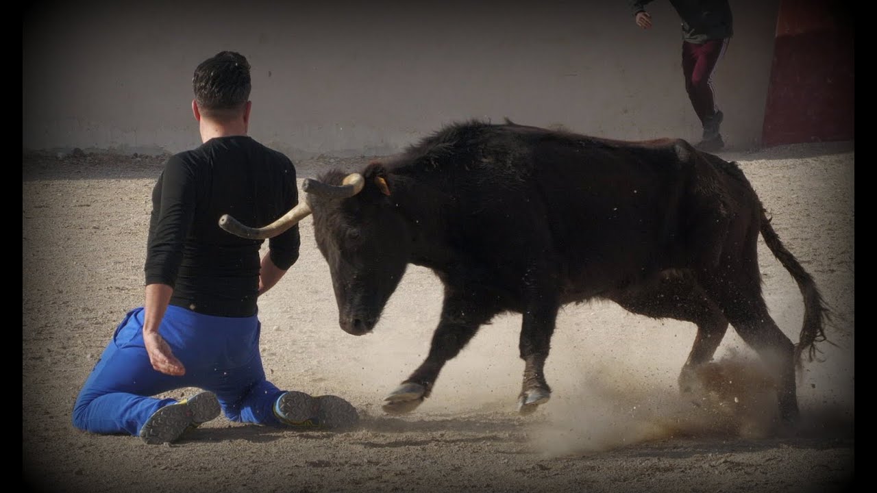 Suelta de 2 vacas en Finca Sotoverde