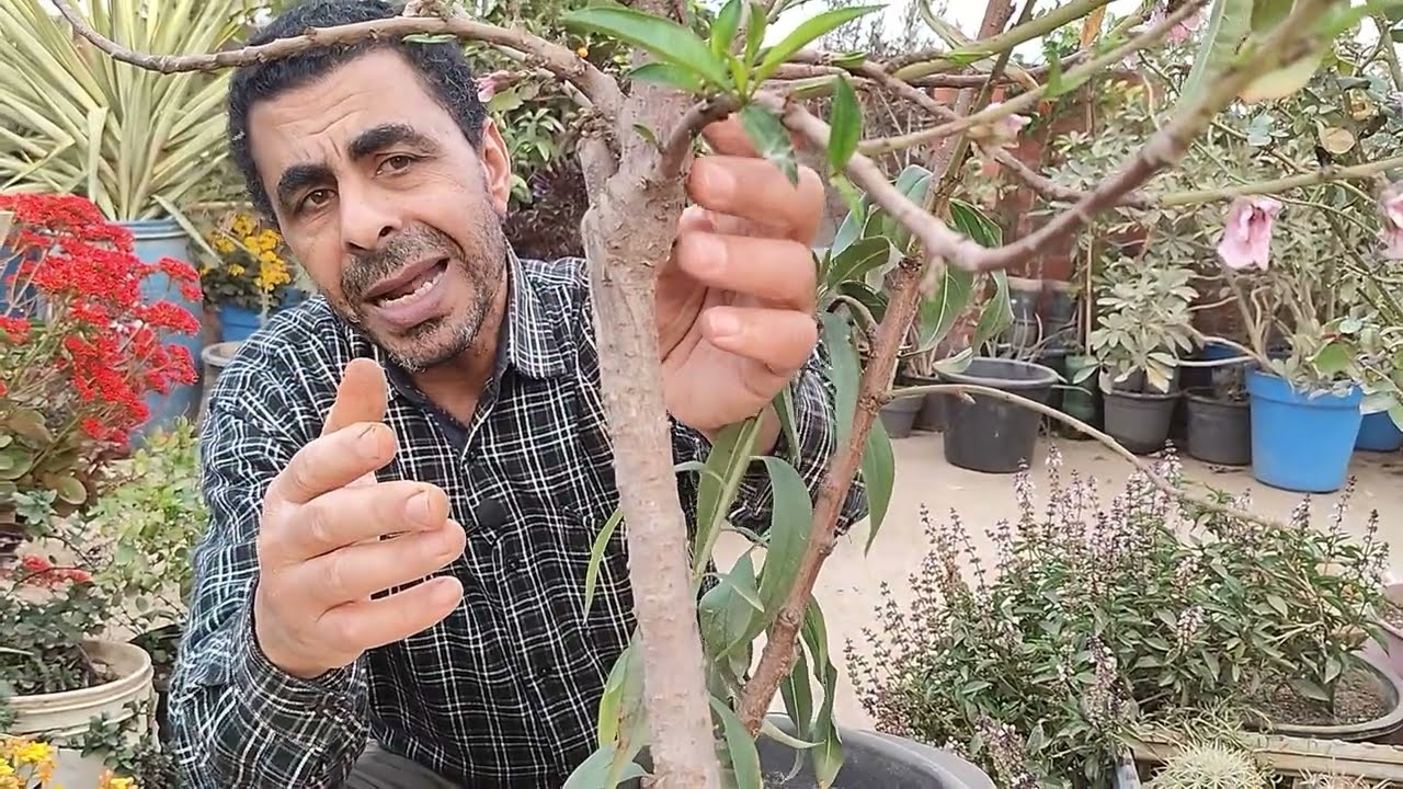 إثمارأشجارالفاكهة بالرغم من زراعتها منفرده Fruit trees bear fruit despite being planted alone.