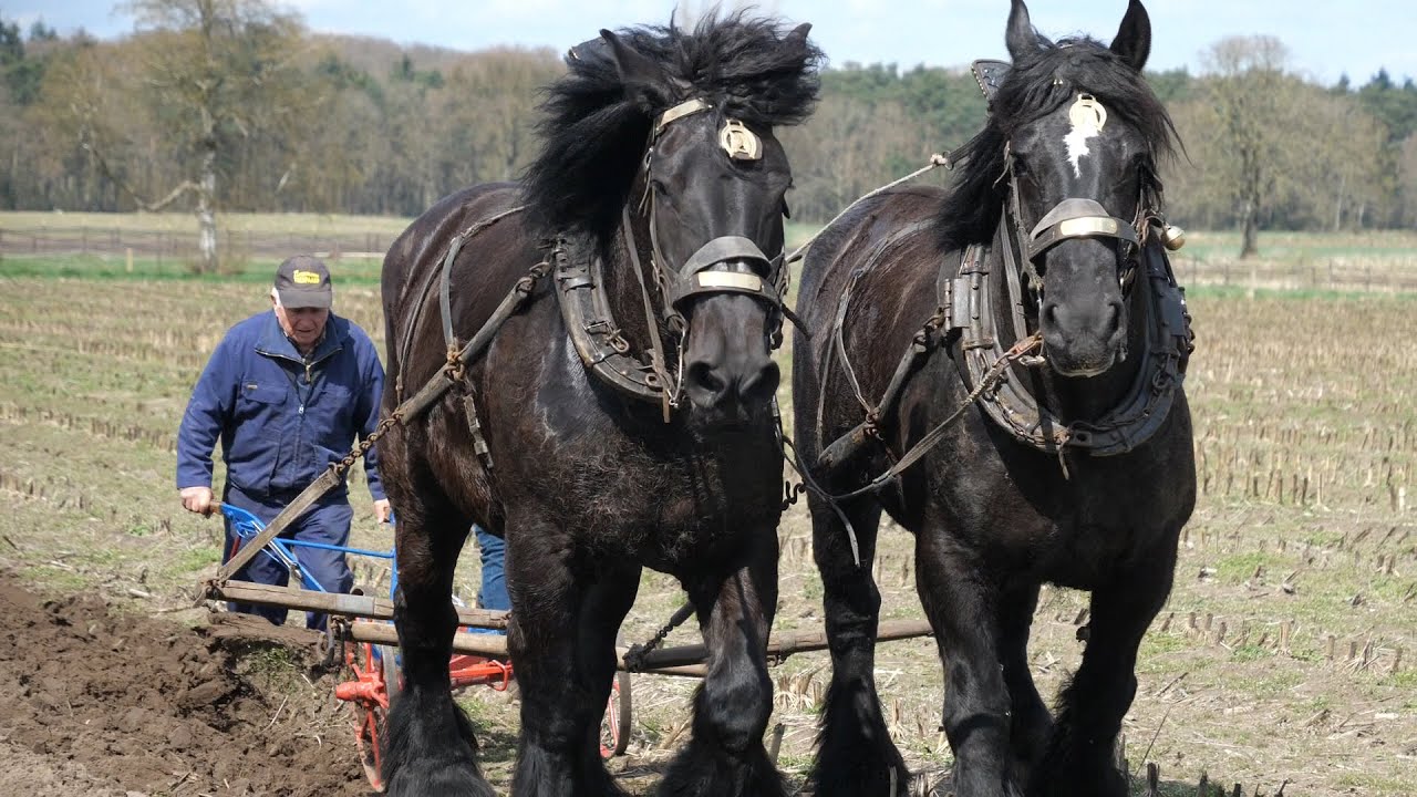 Plowing draft horses with bay, black, chestnut and blue color